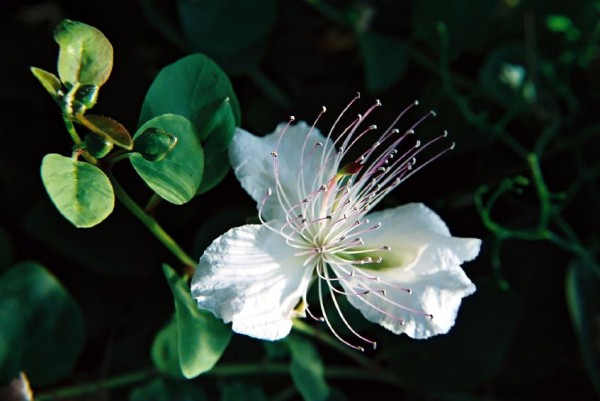 fig-flower