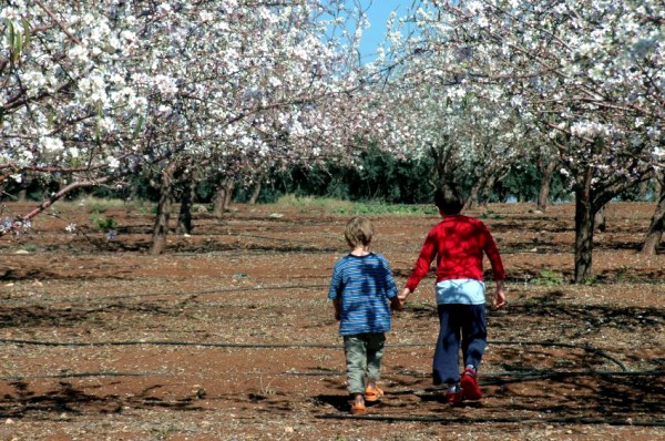 almond-brothers-Israel-plantation