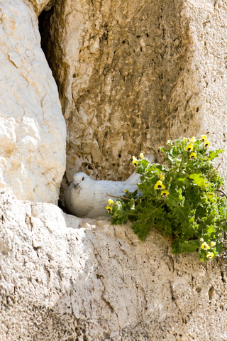 pigeon-Western (Wailing) Wall