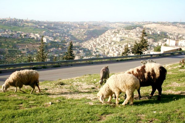 Sheep-goat-Jerusalem-Israel-pasture