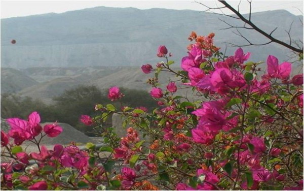 Pink-Flowers-Ariel-Israel