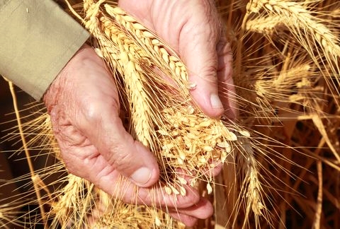 handful of wheat-harvest-Israel