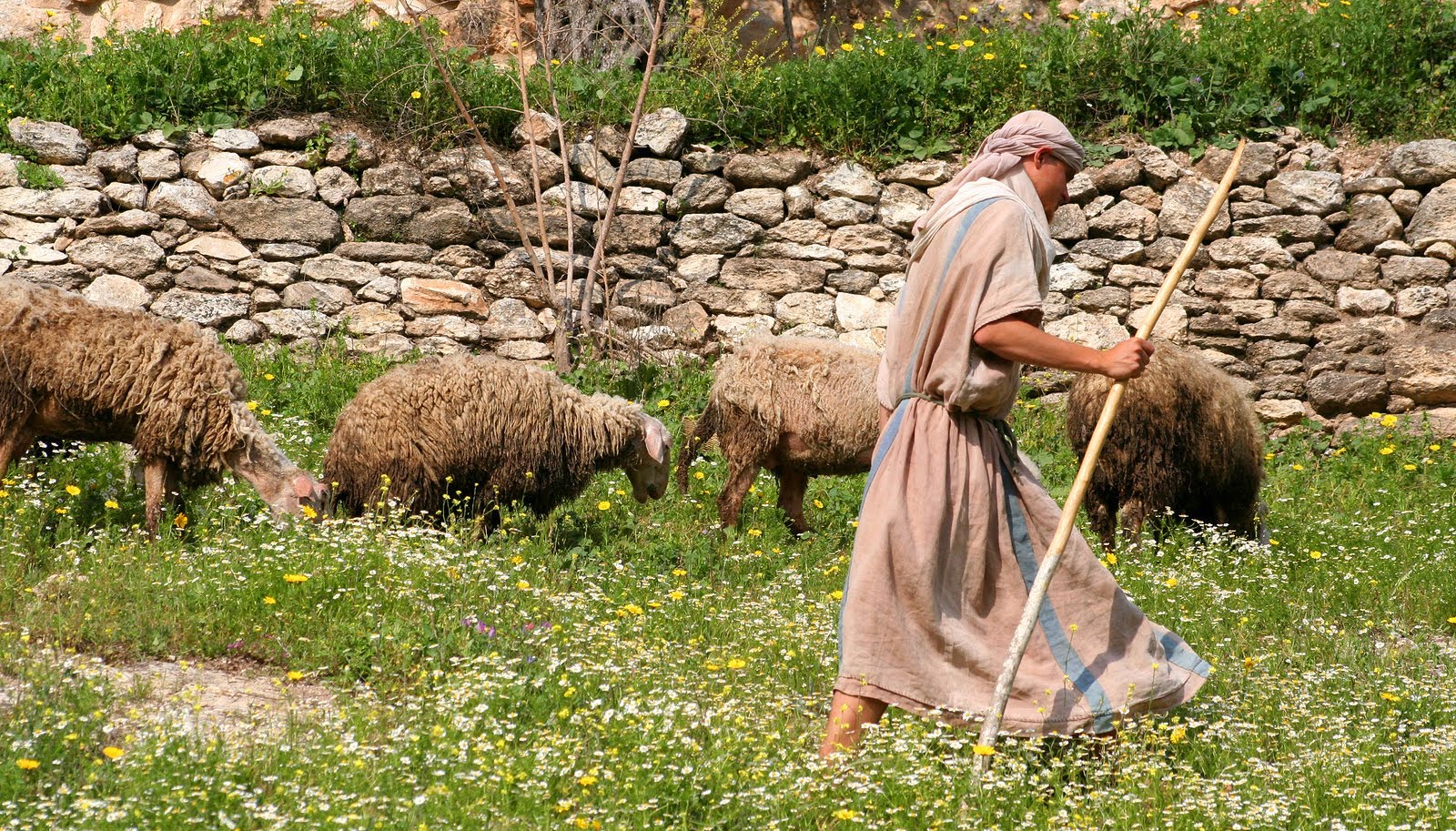 Shepherd-sheep