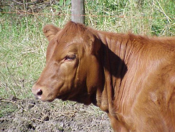 red heifer-young-female cow