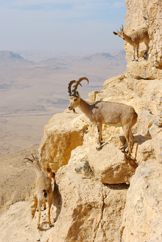 Mountain Goats-Cliff-Makhtesh Ramon-Negev Desert