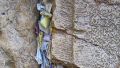 prayer-papers-Western-Wall