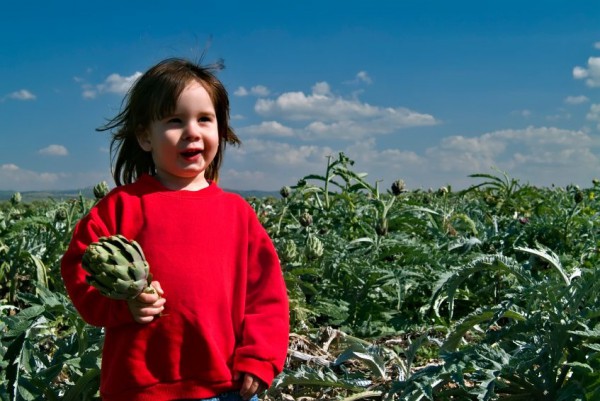 artichokes-field