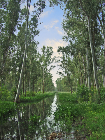 Israeli Forest