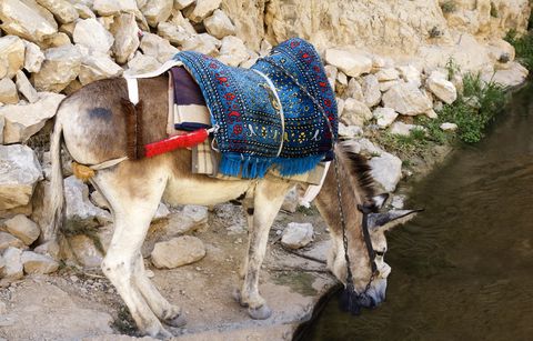 Donkey-river-Israel