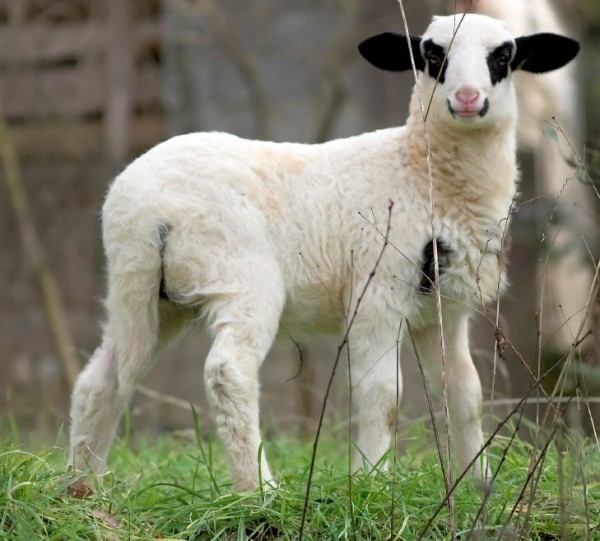 newborn-lamb