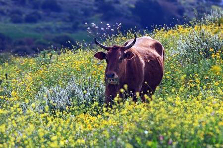 Israeli-free-range-cow