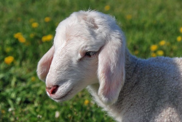 Newborn-Lamb