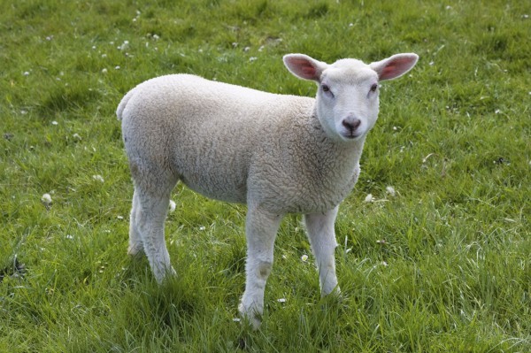 lamb-white-green-grass