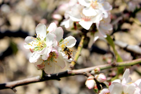 Bees-Almonds