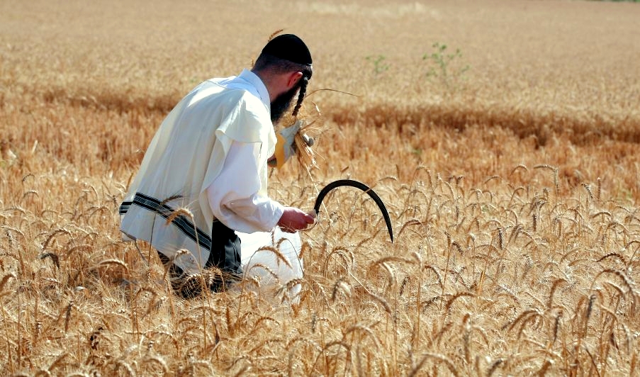 Hand-harvesting wheat for Passover in Israel