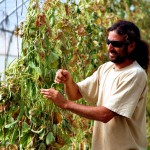 A farm hand in Israel maintains greenhouse legumes.