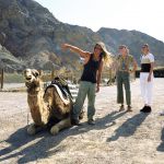 Israel Eilat Camel ranch tourists