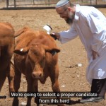 red heifer breeding program,