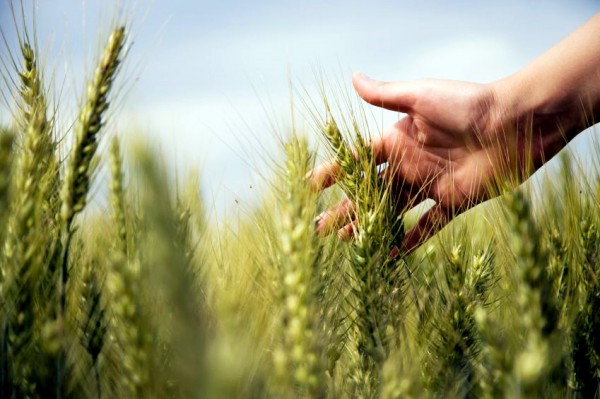 harvest-Shemitah-Shmittah