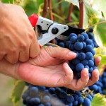 Israeli grape harvest