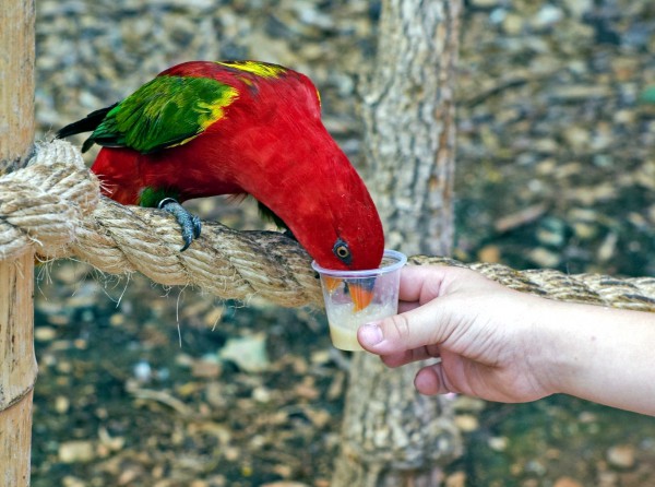 Israel, zoo, birds, animals