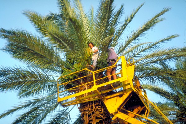 Harvesting dates at Ein Gedi, a desert oasis that is west of the Dead Sea in Israel.