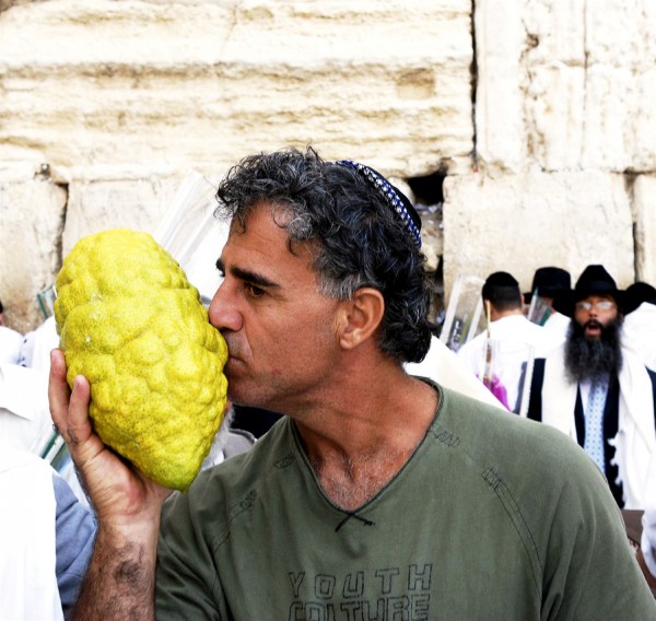 The etrog (citron), which is highly fragrant and represents the heart of the man who is pure and righteous, is used during the festival of Sukkot. The above etrog is very large. Typically, they are the size of an avocado or mango.