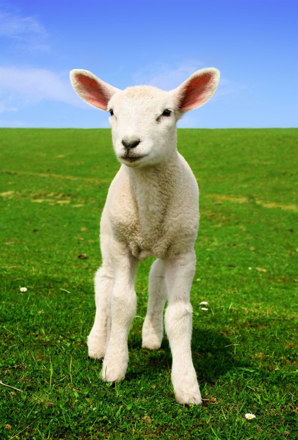 A white lamb.