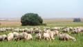 A flock of sheep graze in Israel.