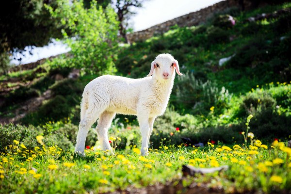 Lamb in flowers near Jerusalem