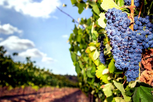 Israeli grapes