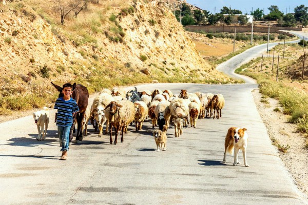 A Jordanian boy leads his flock. Although the Israelites first settled on the east side of the Jordan, in the 20th century, that land was allocated to the creation of an entirely new country called Transjordan (Jordan) by the League of Nations.