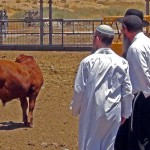 red heifer, parah adumah, Kohen, Temple