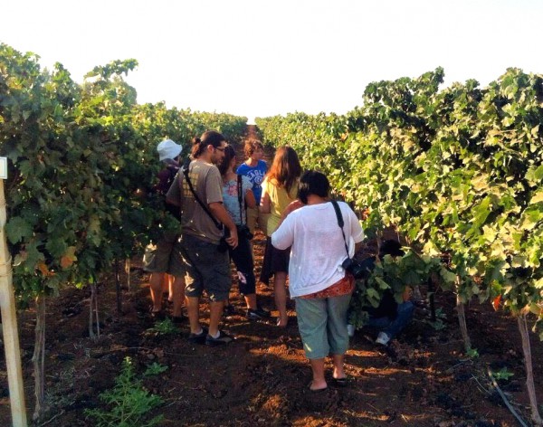 According to Israel Tourism, Israel has 25 commercial wineries and over 150 boutique wineries. Eighty-five percent of them were founded in the last decade. (Israel Tourism photo)