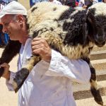 Pesach-Sheep-Samaritan