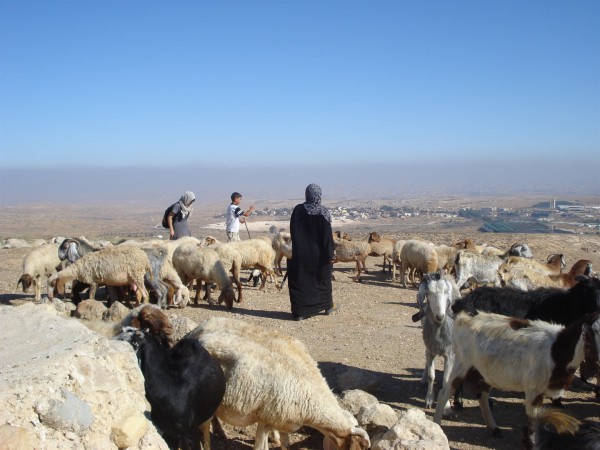 Israel-sheep-shepherd-flock