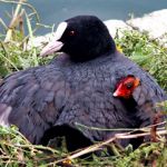 A mother protects her chick. (Photo by M. Raffin)