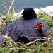 A mother protects her chick. (Photo by M. Raffin)