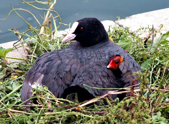 A mother protects her chick. (Photo by M. Raffin)