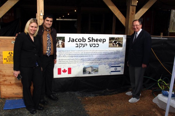 Jacob Sheep_Canada_Israel