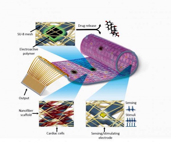 bionic heart patch-TAU-cardiac advances-Israel science and medicine