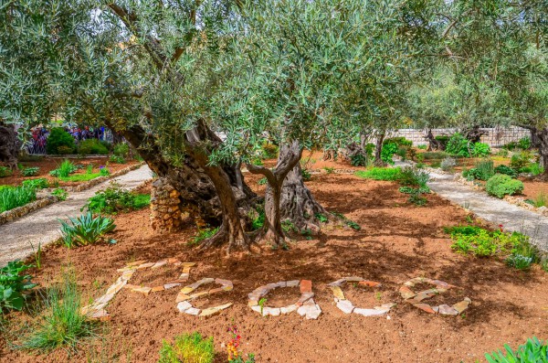 garden of gethsemane