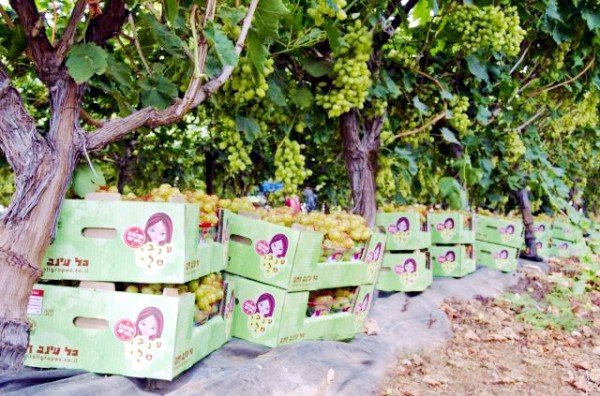 grapes, produce, Israel, vines