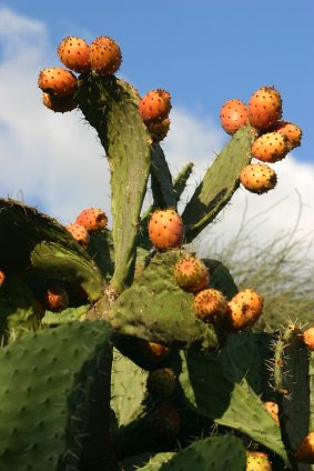 Sabra Cactus