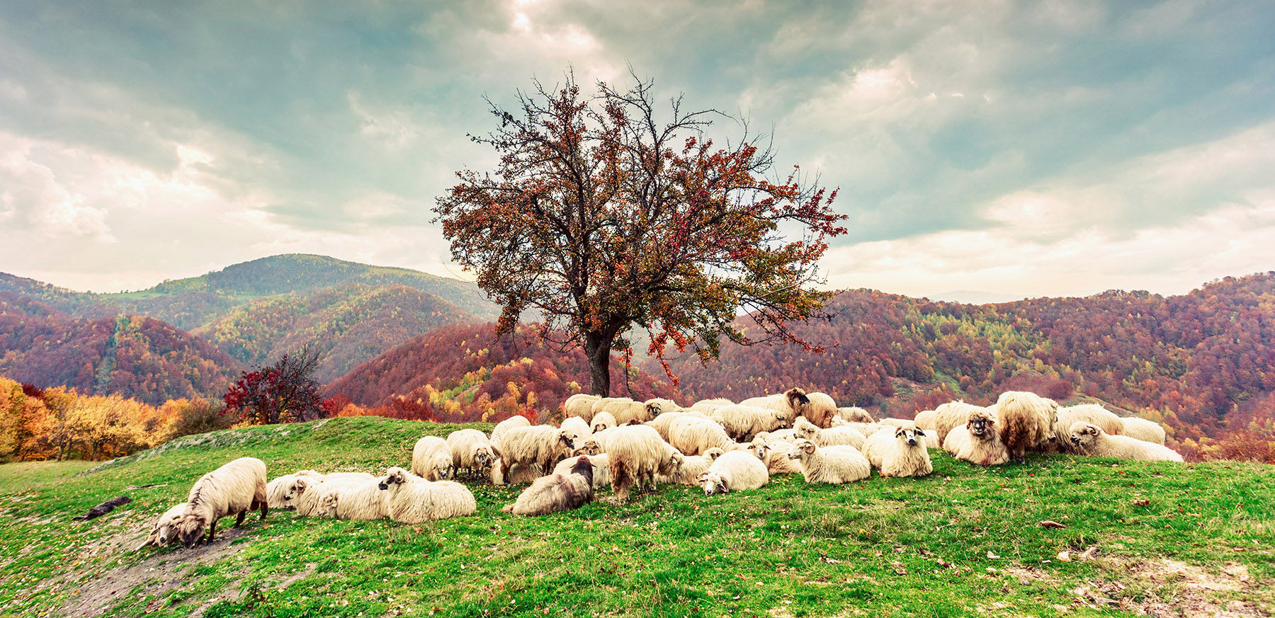 sheep grazing, beautiful hill,