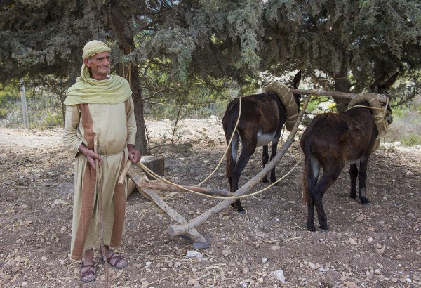 two donkeys, plow, yoke, Nazareth