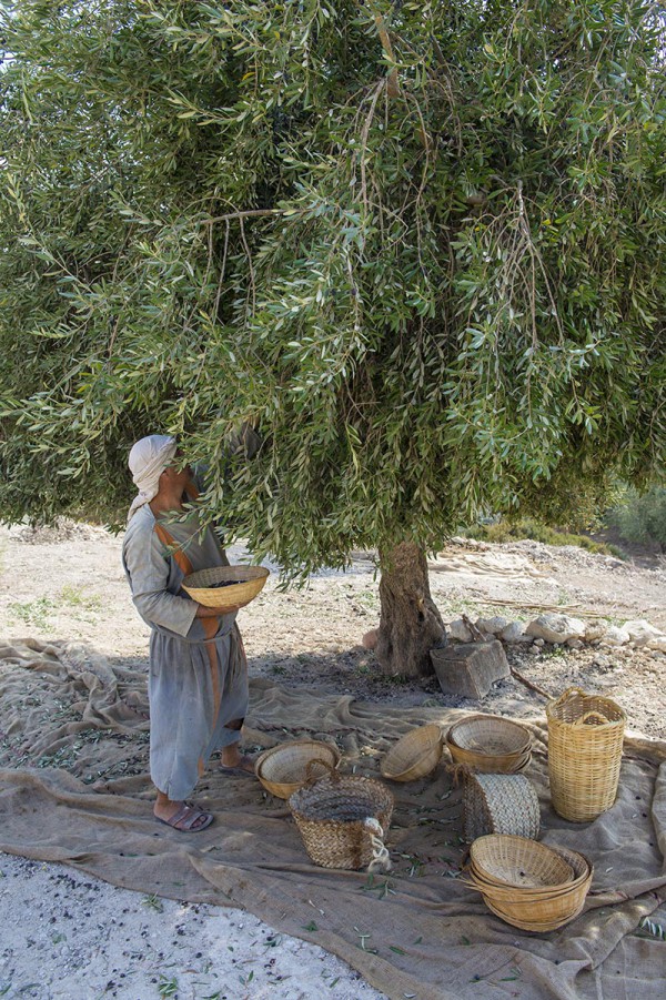 Harvesting olives, Nazareth village, Nazareth Israel