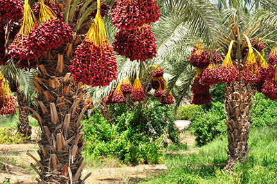 Date palms in northern Israel