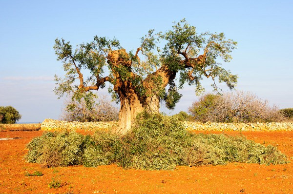 Pruned olive tree