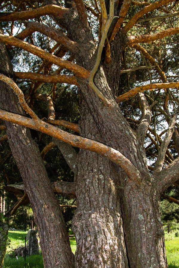 Trees intertwined